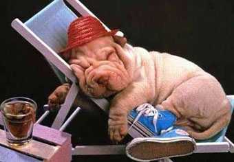 Urlaub-mit-Hund-image1